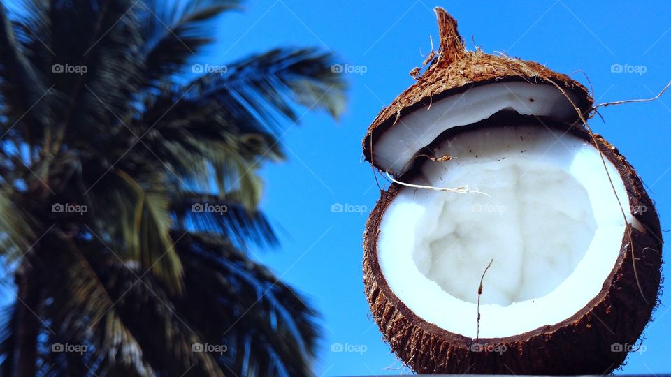 white Coconut with coconut tree with blue sky