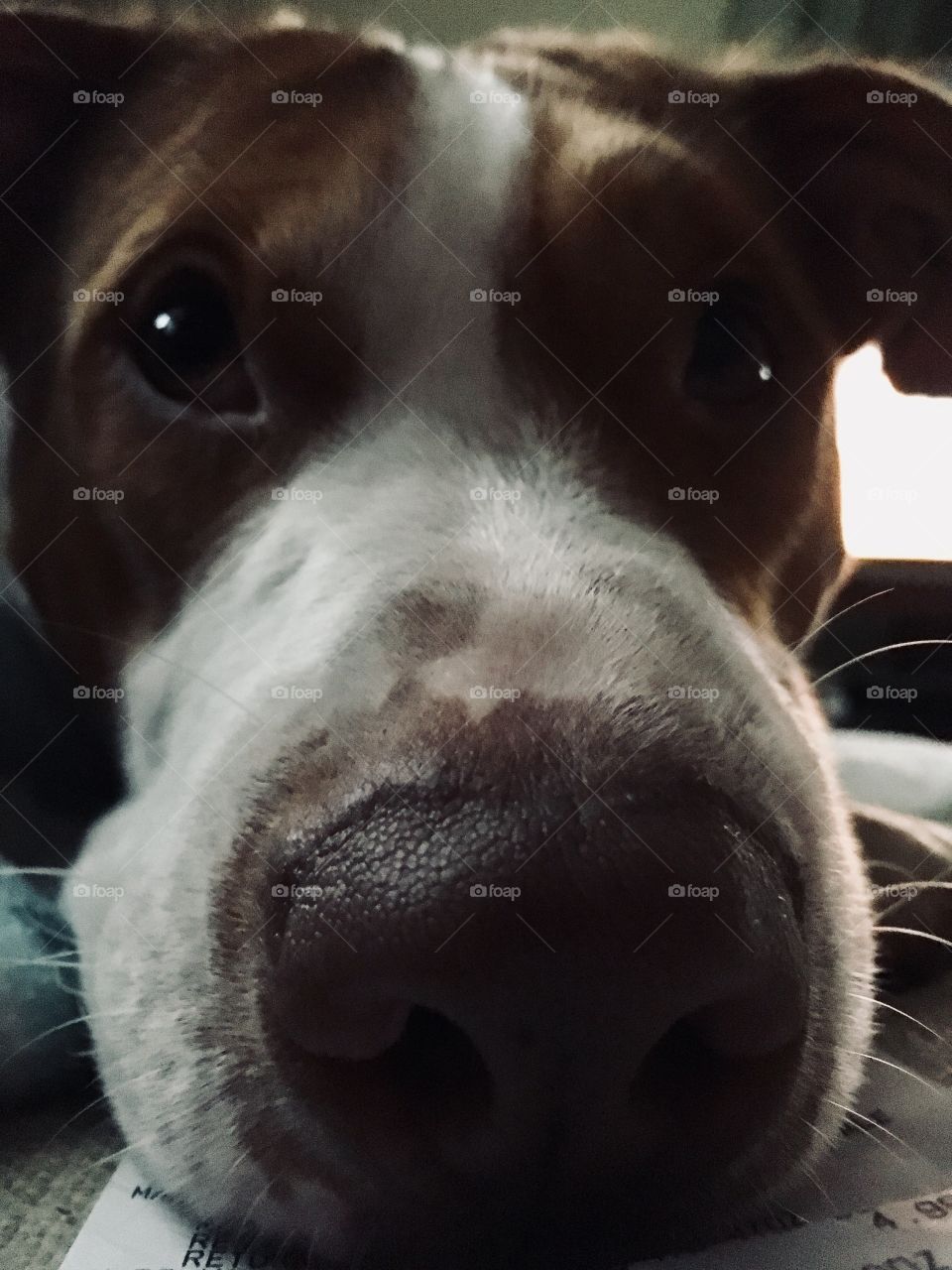 Close up of my beautiful rescue pitbull 