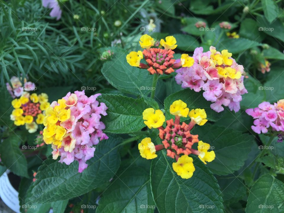 Pink and yellow lantanas