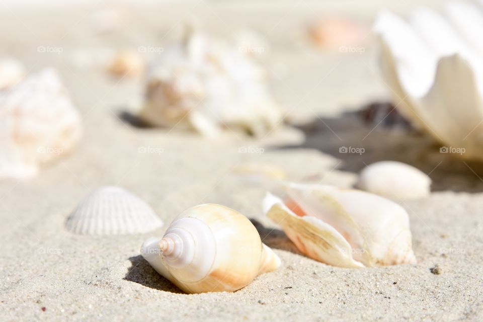 Sea shells