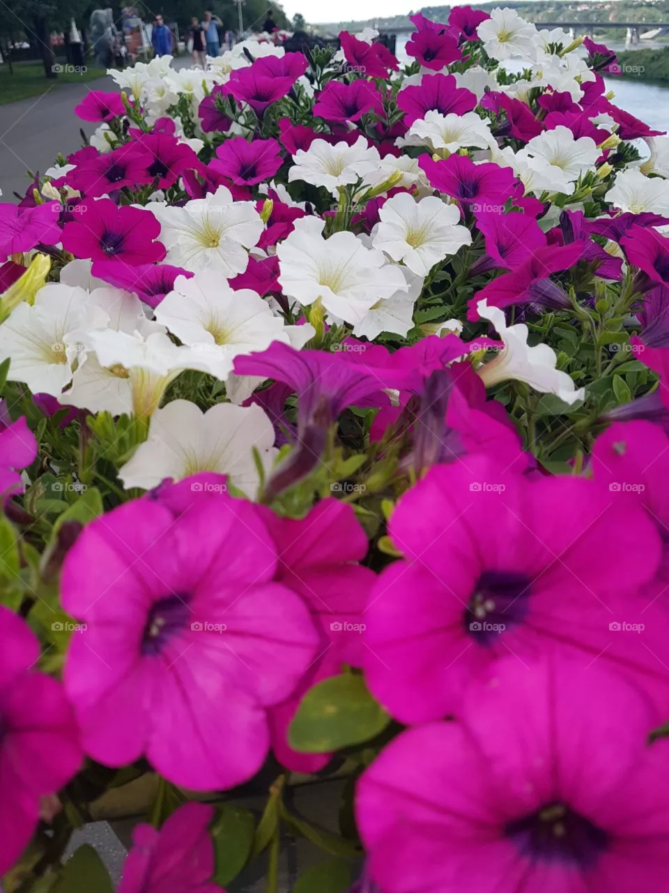 flowers