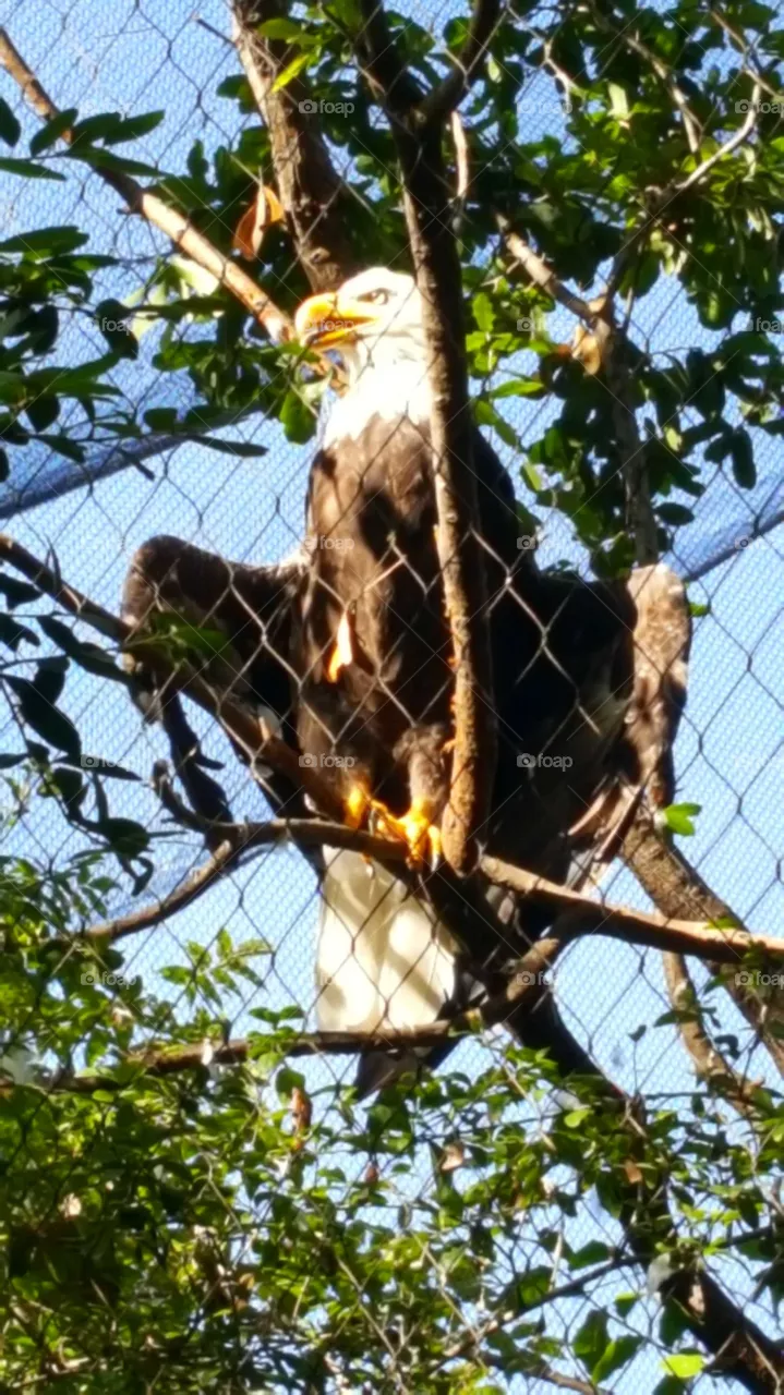 eagle