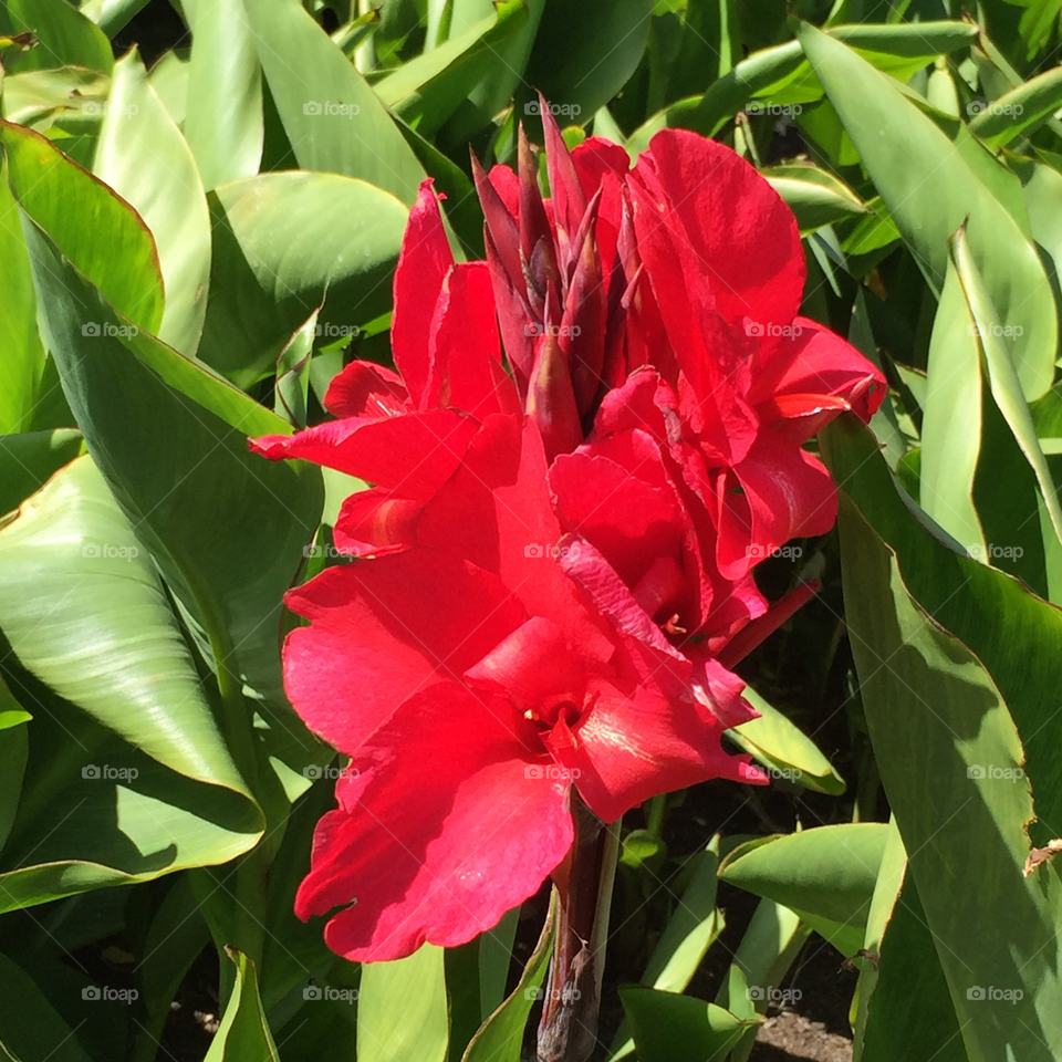 "President" canna lily