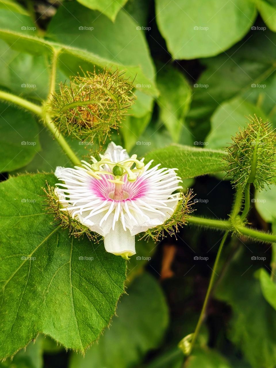 A Stinking Passion flower on the branch.