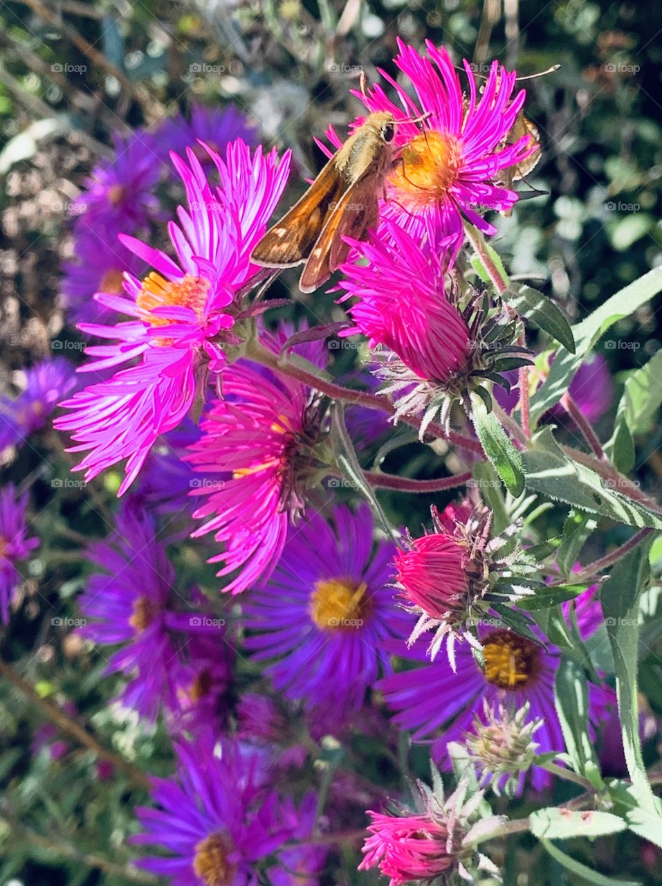 New England Asters Fall Bloom