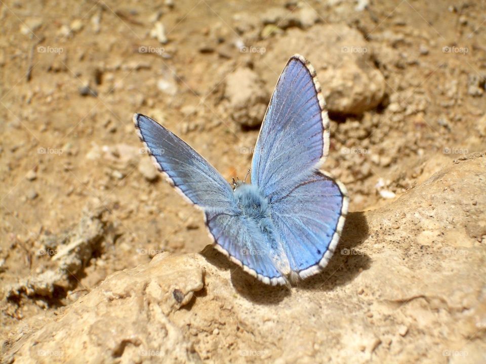 Blue butterfly 