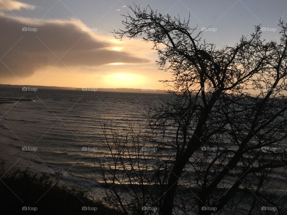Tree on beach at sunset 