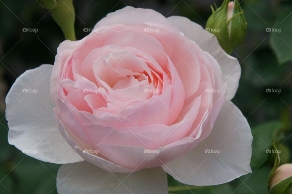 Pale pink rose