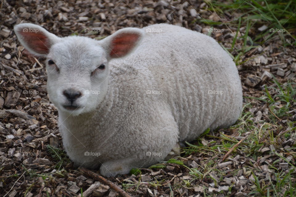 Lamb Looking At You