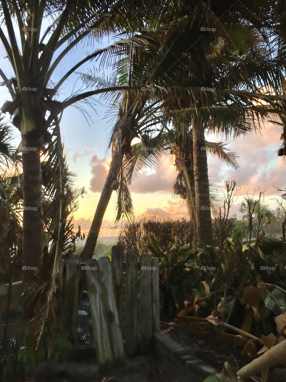 Secret Beach Gate. Sunrise.  Coconuts. Florida. Beach. Vacation. Travel. Summer. Dreams. 