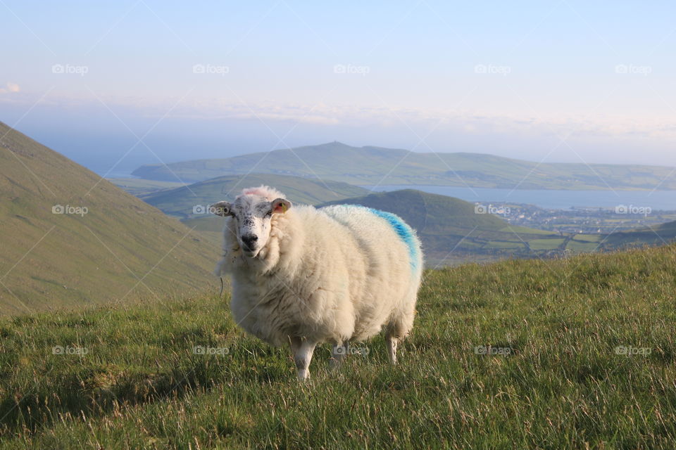 Animals, sheep, mountains, sea, grass,