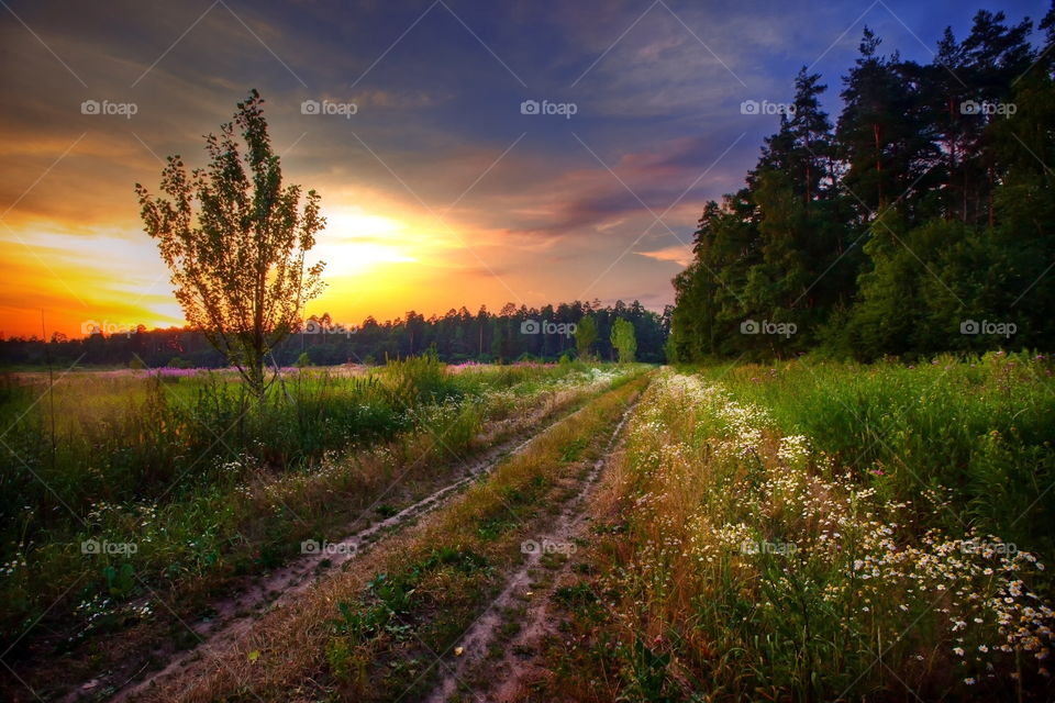 Autumn landscapes with field at sunset 