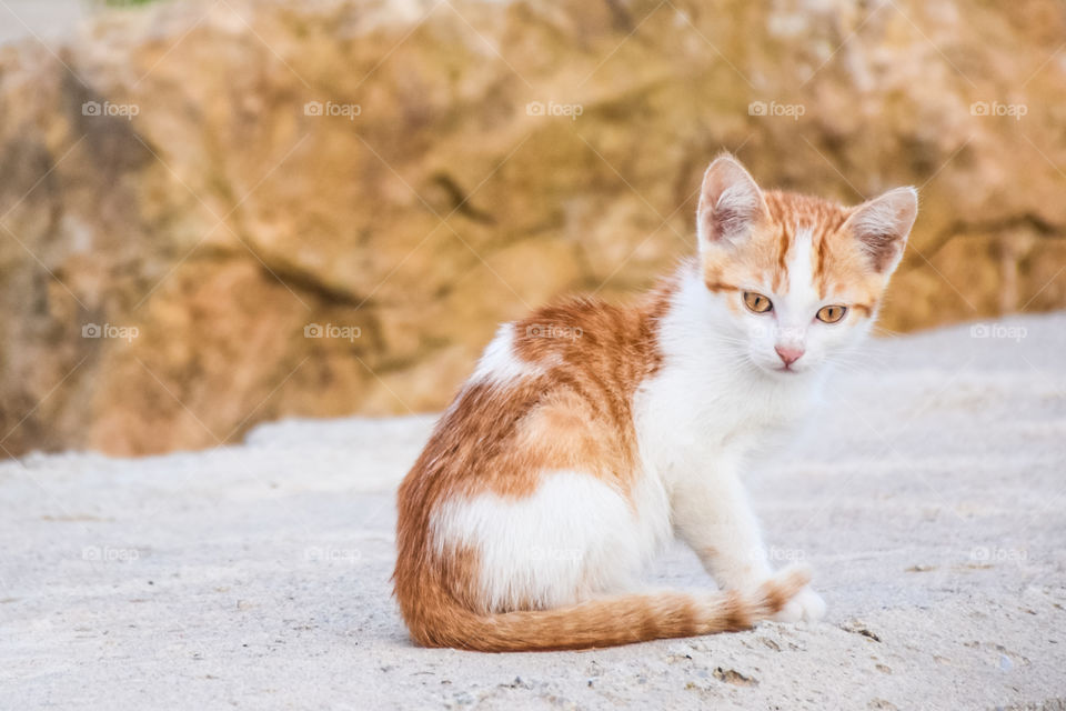 Orange Stray Kitten Outdoors
