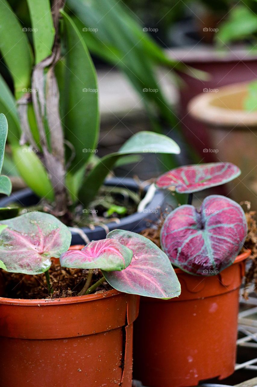 Some caladium with red coloured leaves species in the garden. 