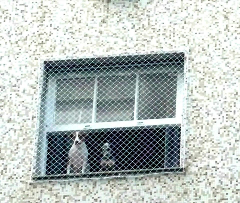 dogs at the window