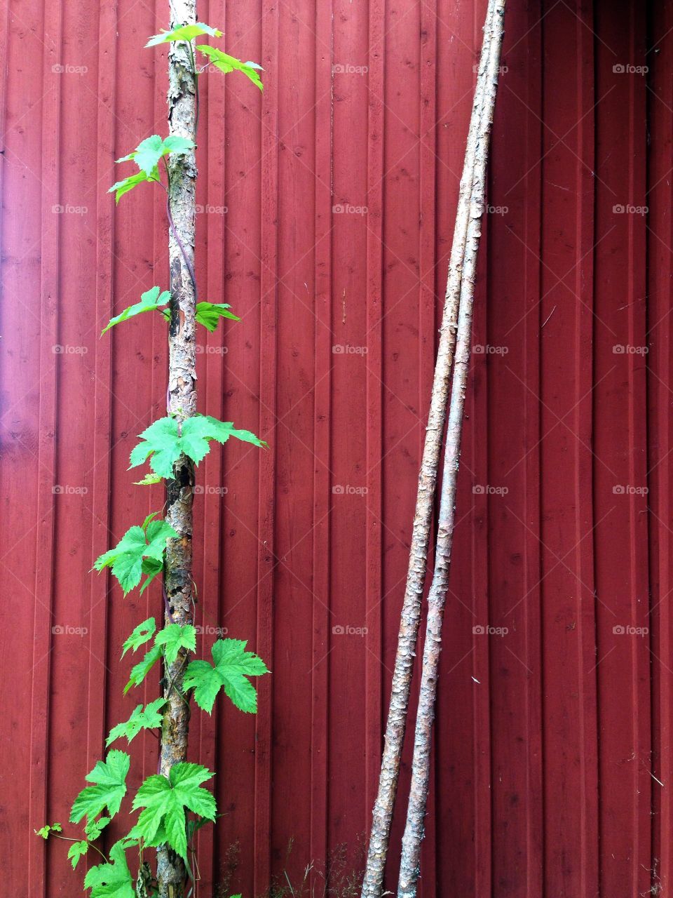 Old fashioned kind of growth. Hops grows up a caber