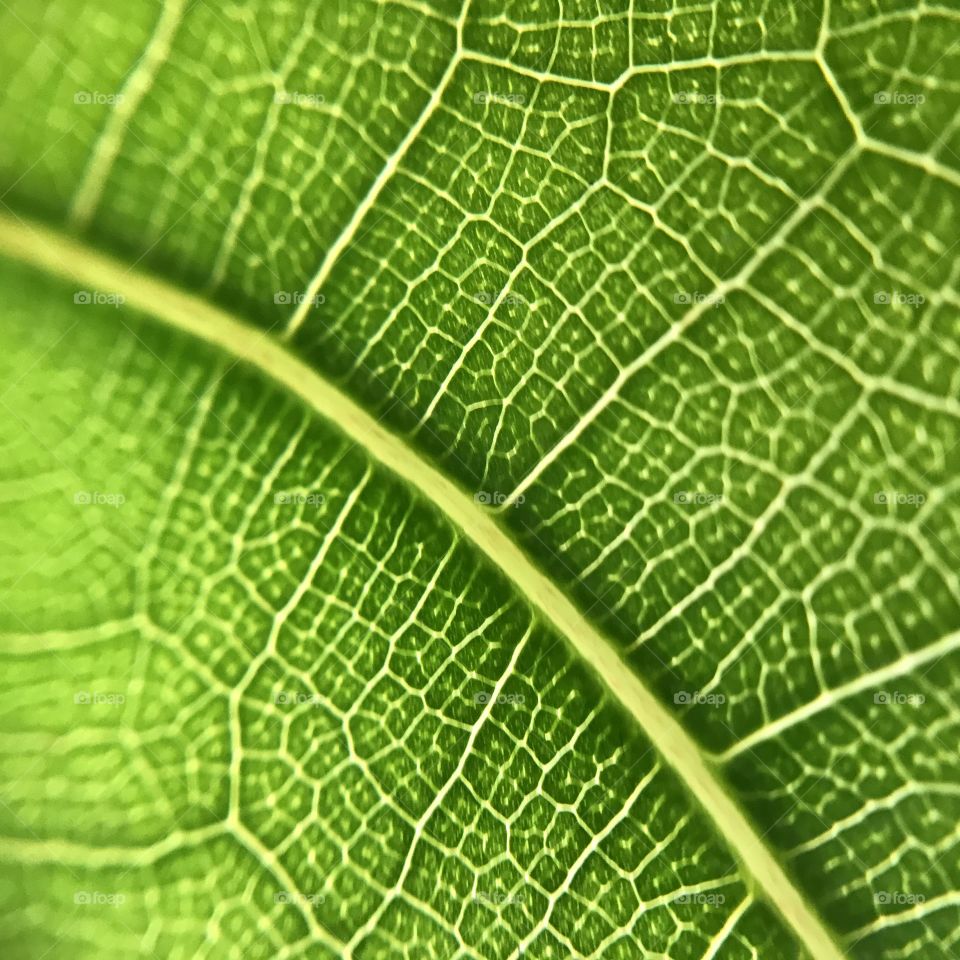 Leaf