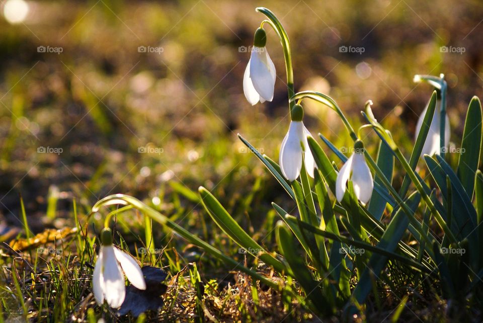 Blooming snowdrops flowers