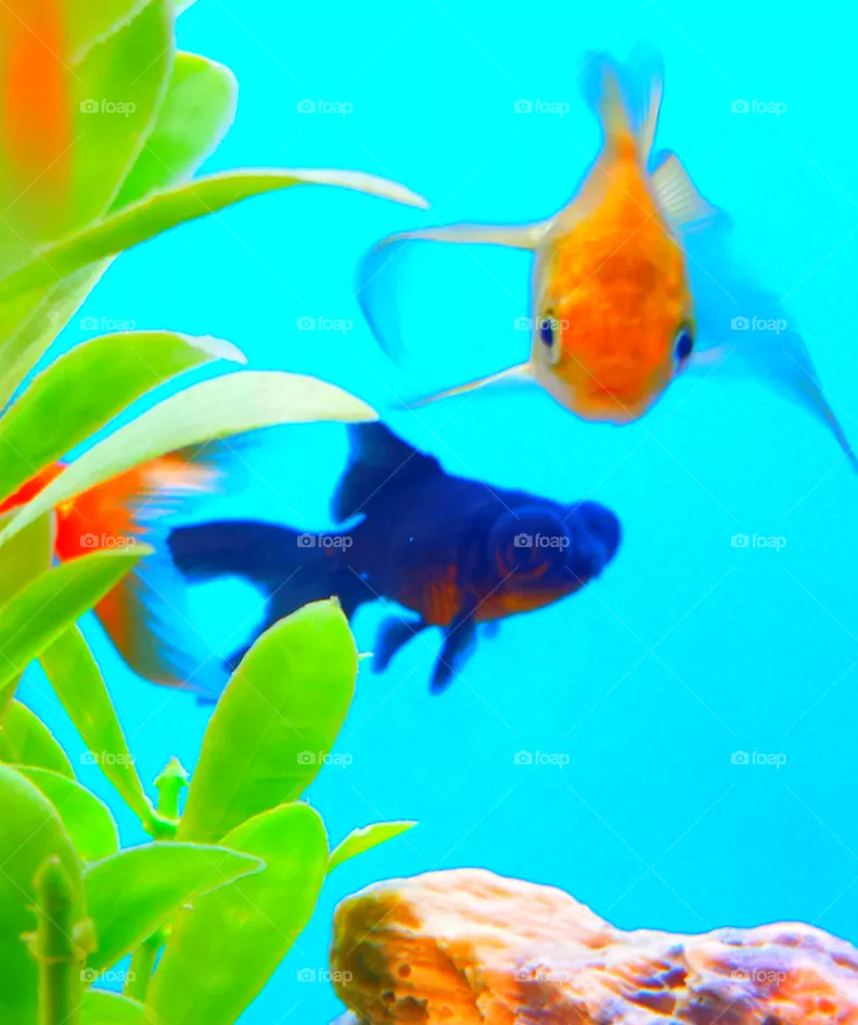 "Gold Fish"