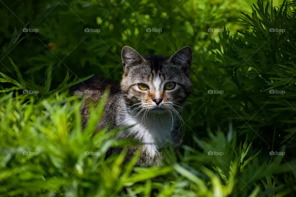 Cat