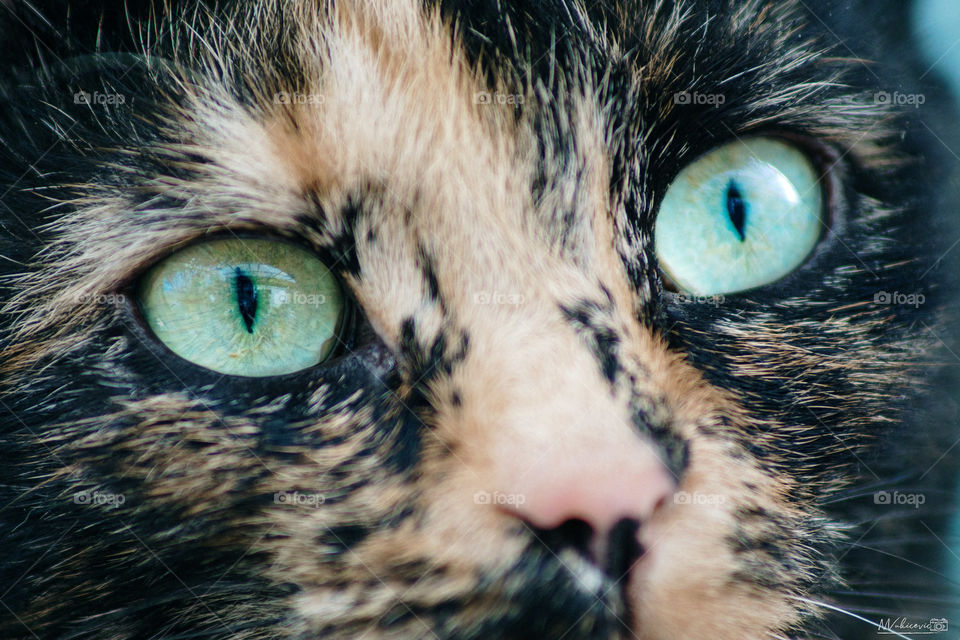 Close up cat eyes