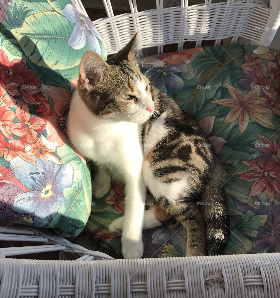 Squinting in the sunshine.  Cute Kitten relaxing on a chair in front of a sunny window. 