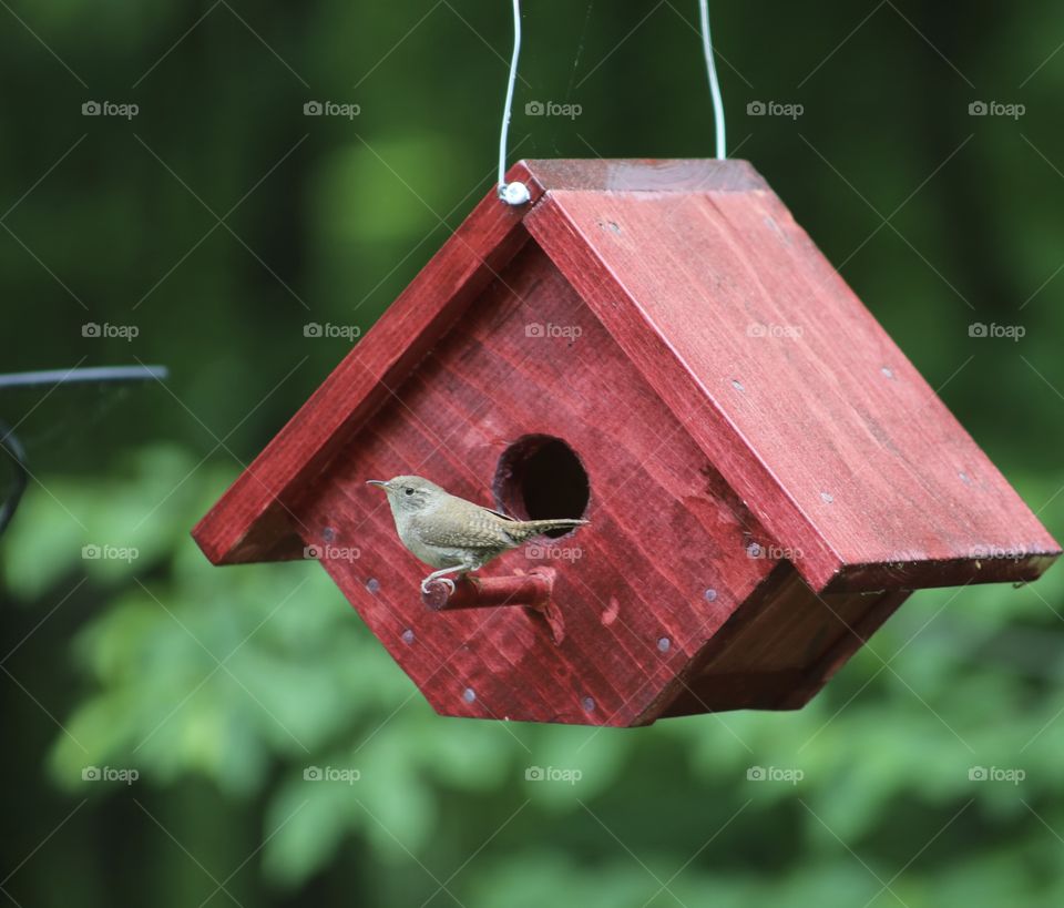 Handcrafted Home; A small backyard bird perched on a diy, red barn birdhouse