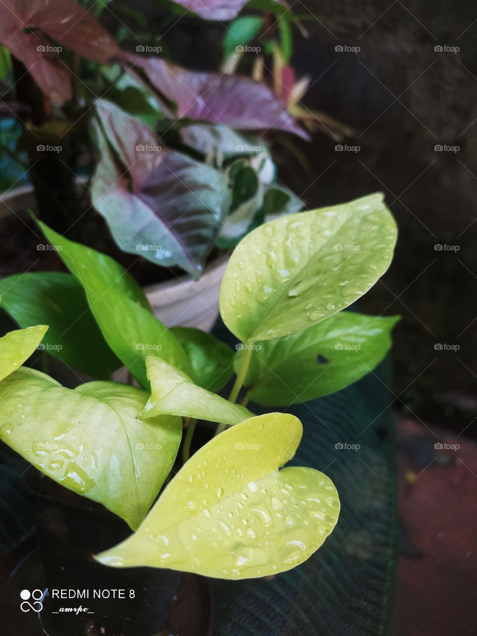 When you're in love with foliage plants...you can't stop yourself from clicking them and flexing them online and that's exactly what I'm doing.😎✨