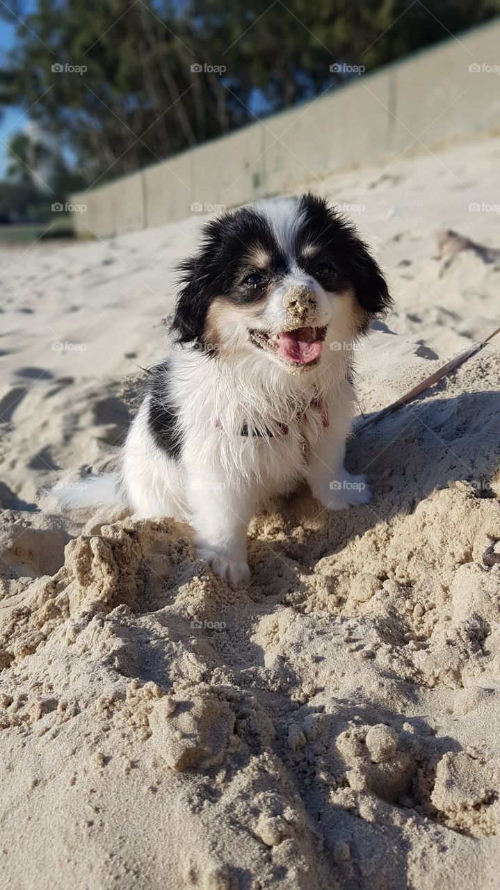 Sitting puppy in the sand
