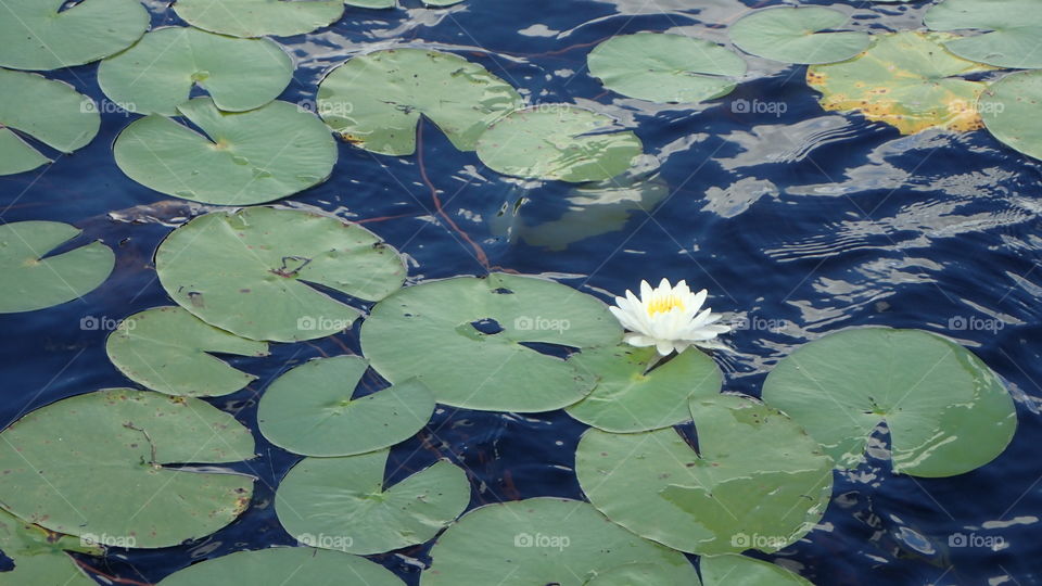 White and yellow waterlily lotus flower surrounded by green lotus leaves floating in dark blue waters 