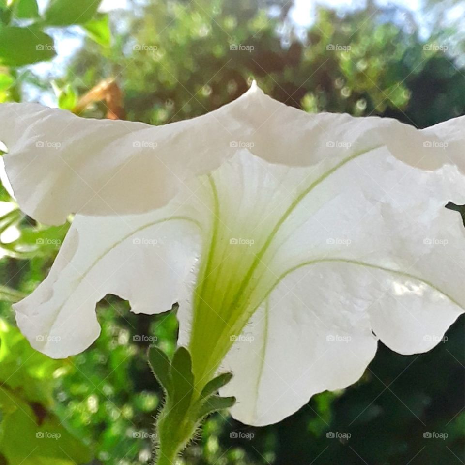 White Petunia In summer sun