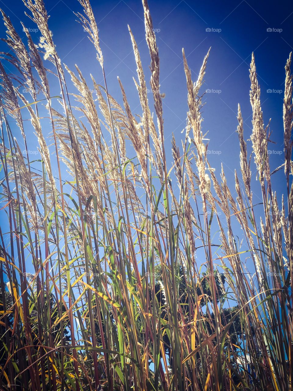 Wheat grass