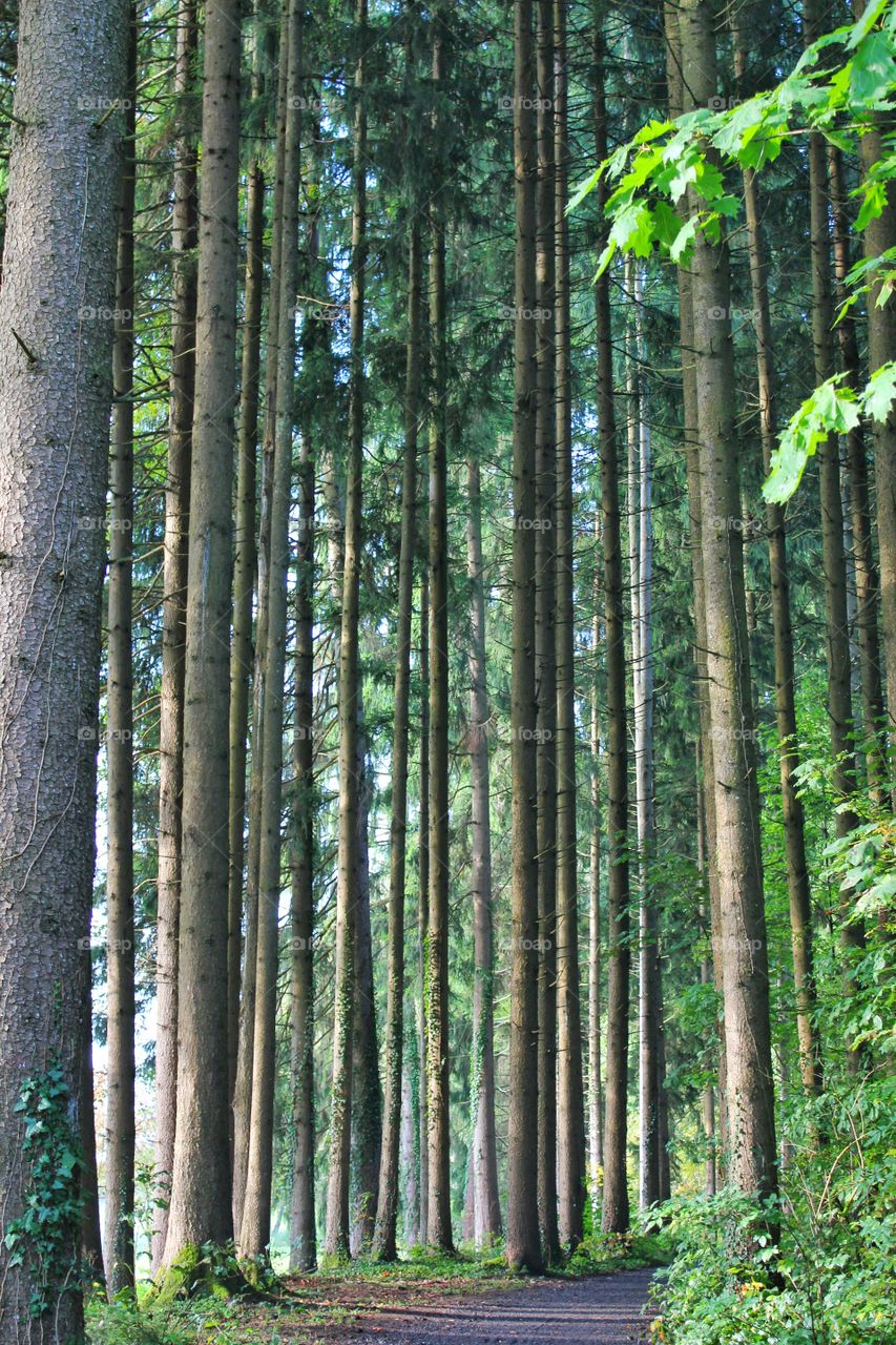 Tall and thin trees on the sides of a path into a forest