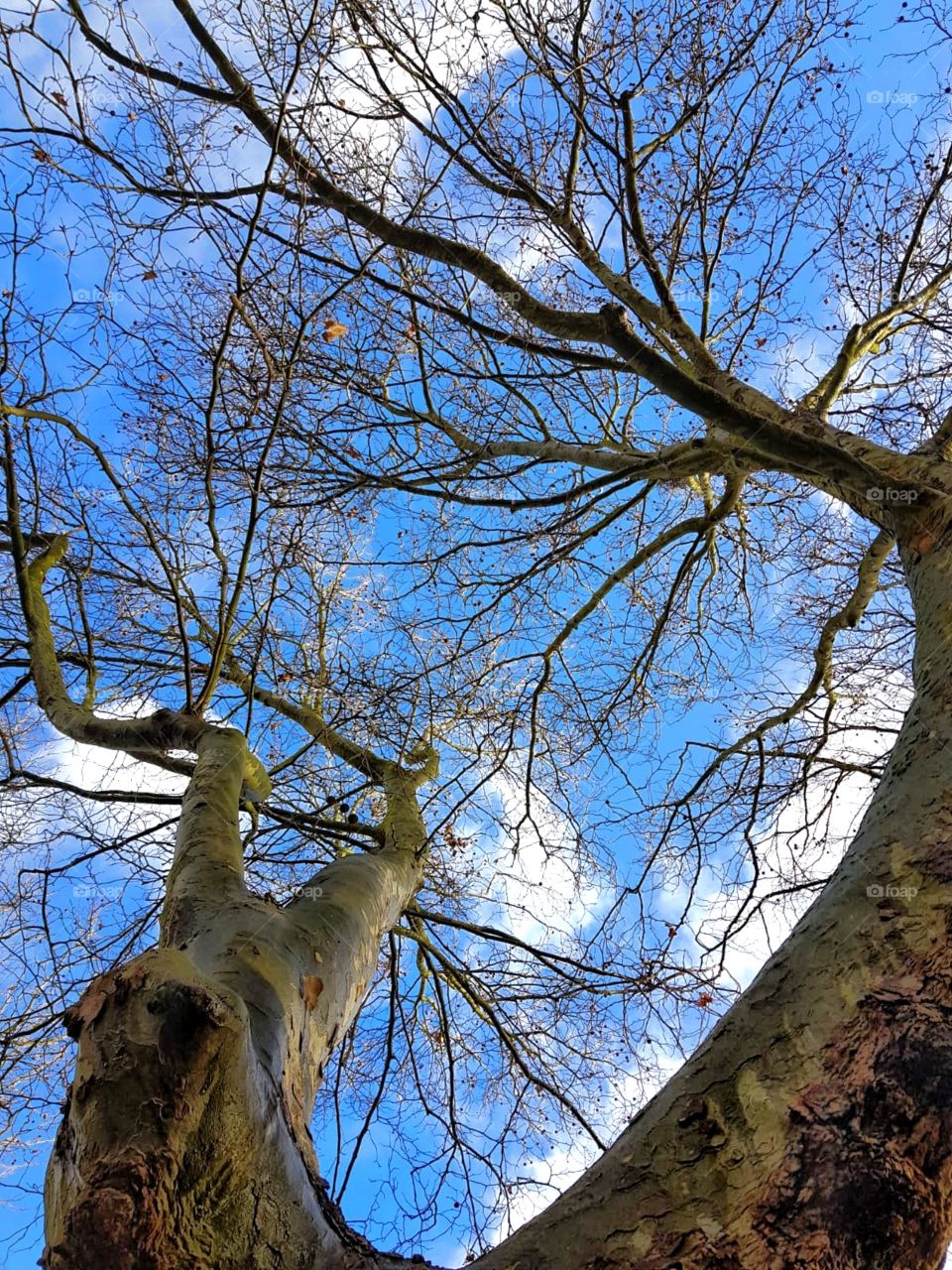 Trees In Perspective