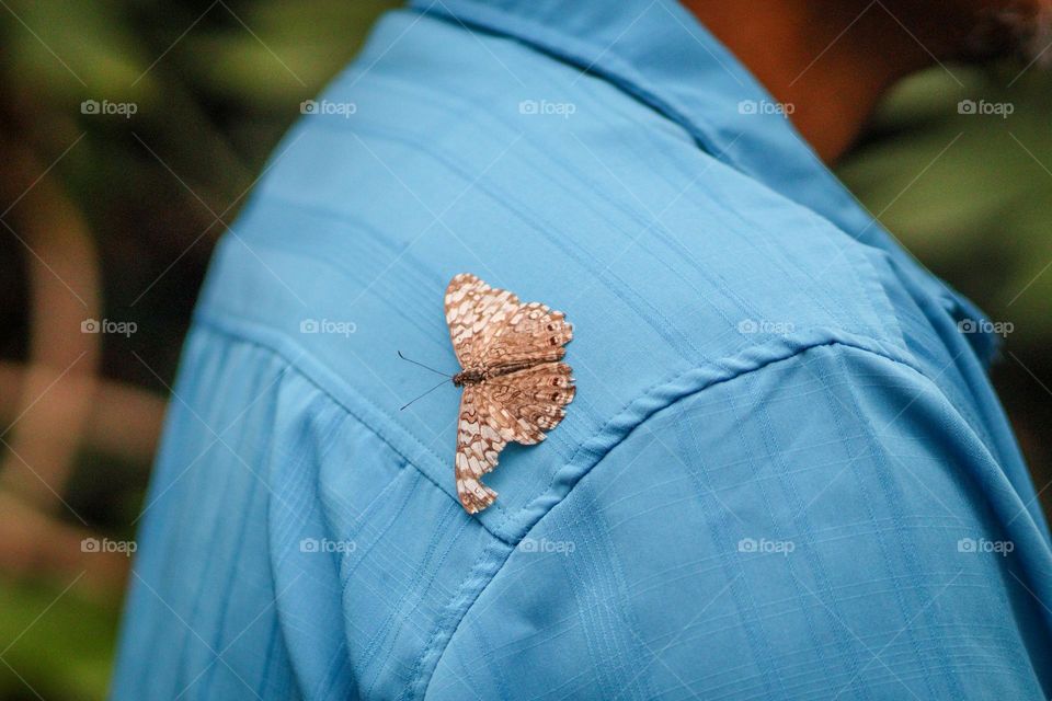 Butterfly on a man's shirt