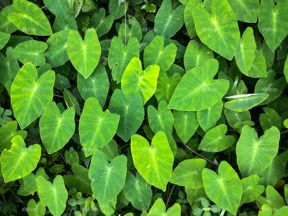 Leaves in pattern