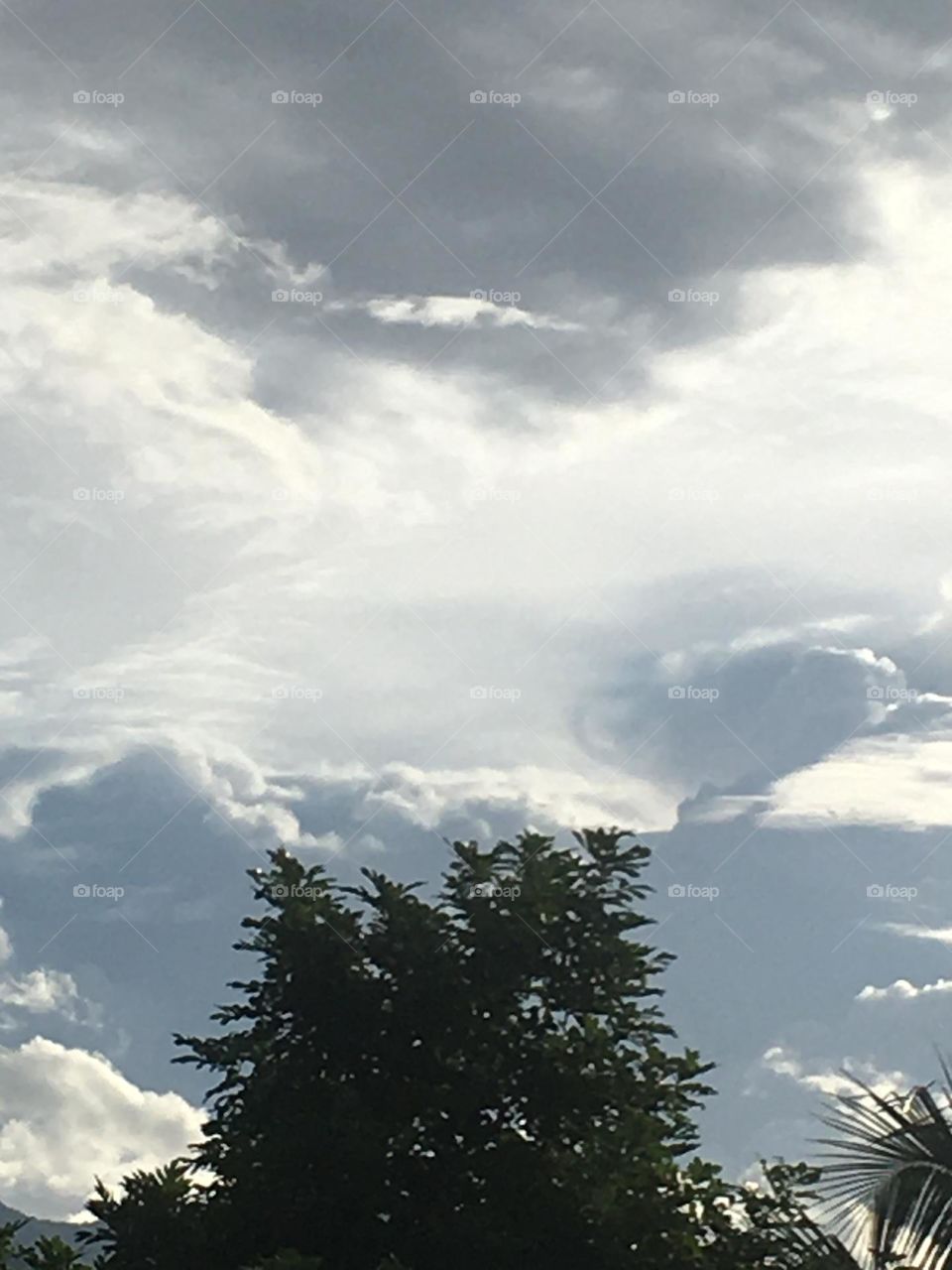 Clouds Above The Trees 