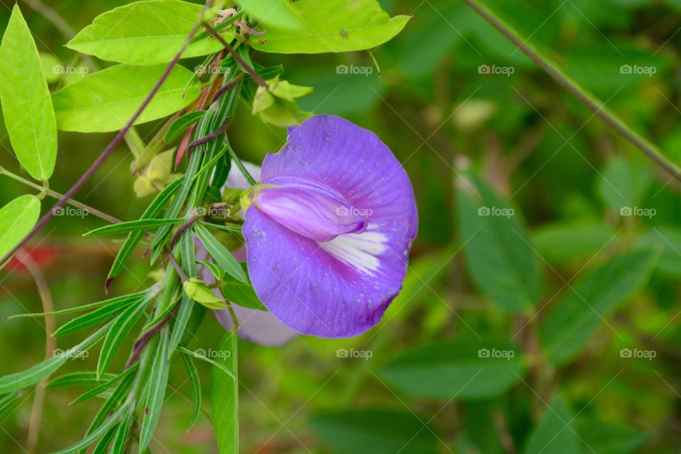 Purple wildflower growing on plant