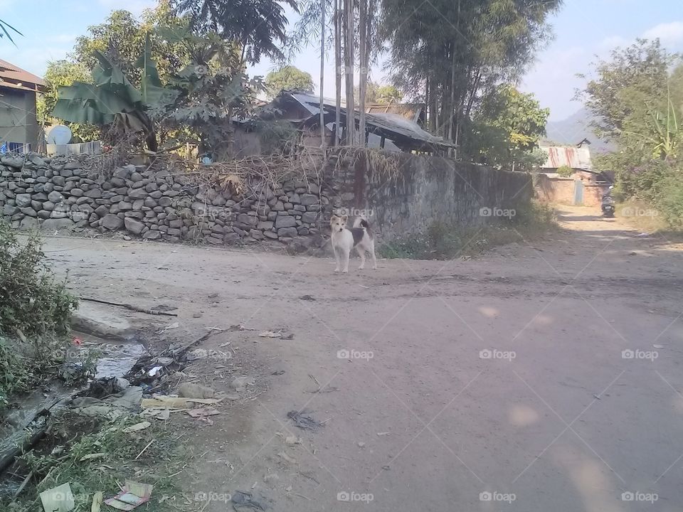 dog at crossroad
