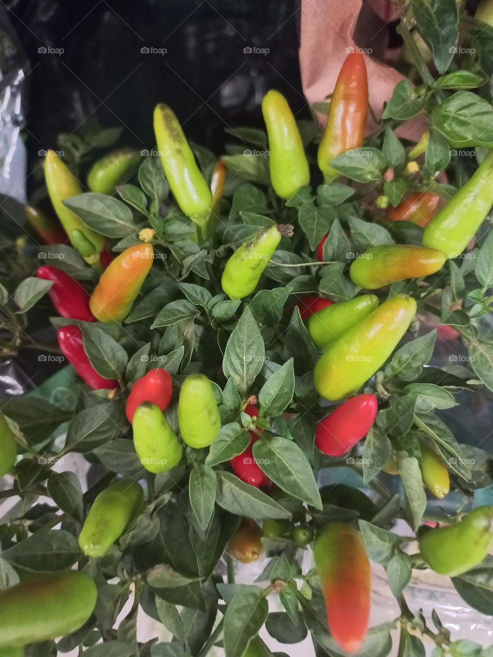 Pimentas ornamentais ou pimentas de vaso. A pimenta ornamental,  nativa das Américas ( Capsicum frutesceus) , é um arbusto, pertencente à família Solannaceae.  Podem até ser consumidas, mas são  picantes e pouco saborosas