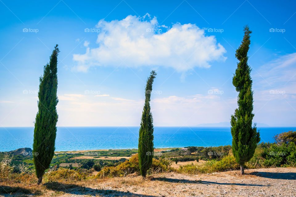 Three young cypress trees overlooking Sea from the hill.