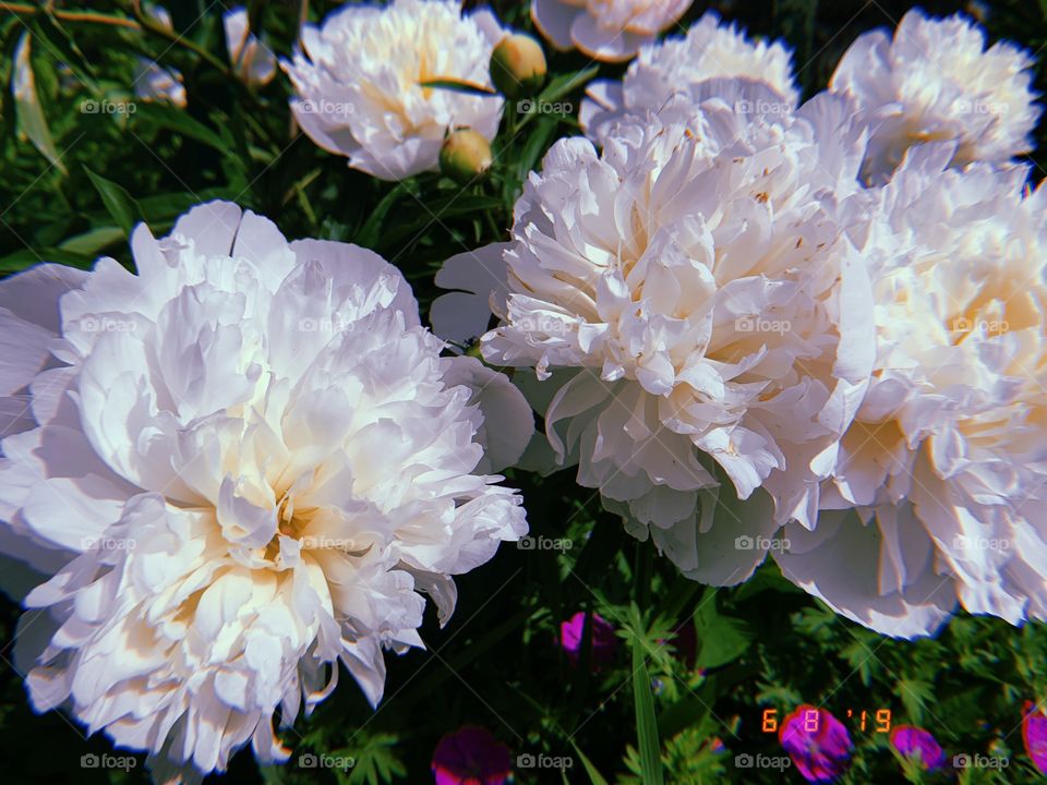 white peony 