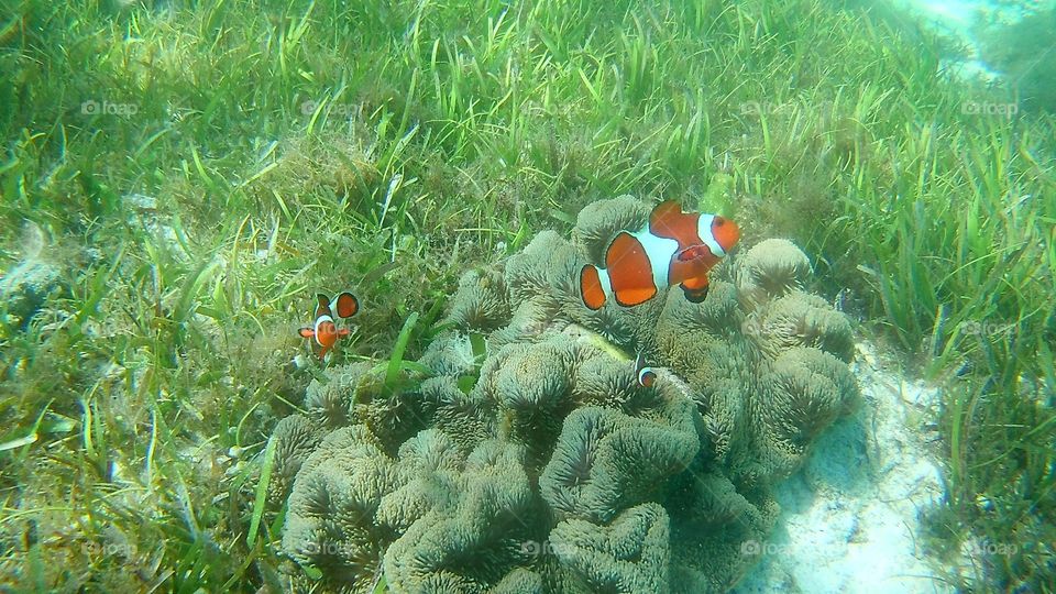 Underwater, Fish, Nature, Tropical, Reef