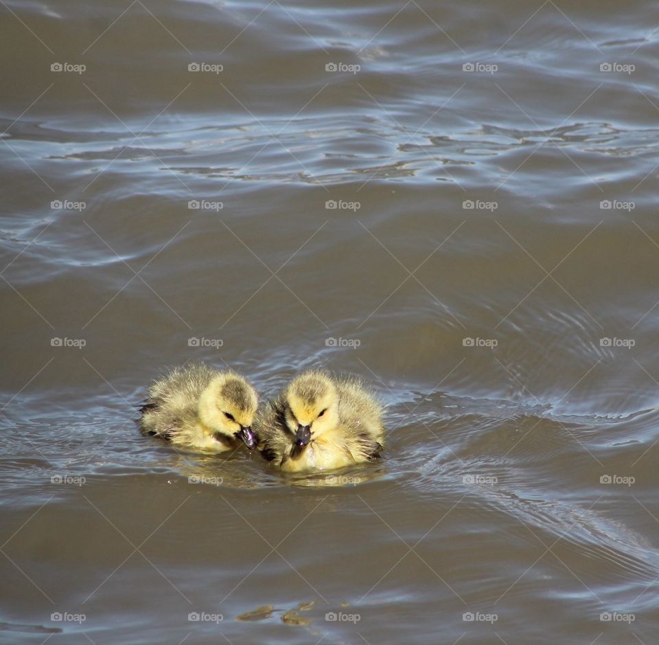 Two gosling float close to one another on river 