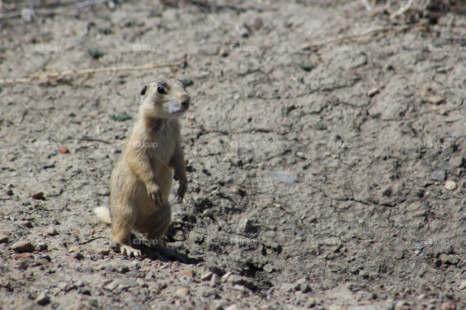 prairie dog