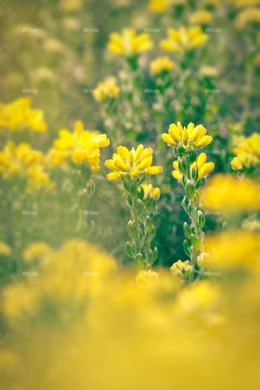 Yellow flowers