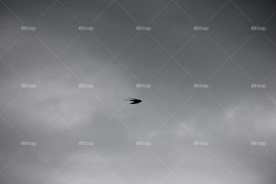 dark swallow. a swallow in flight photographed as a shadow in the sky