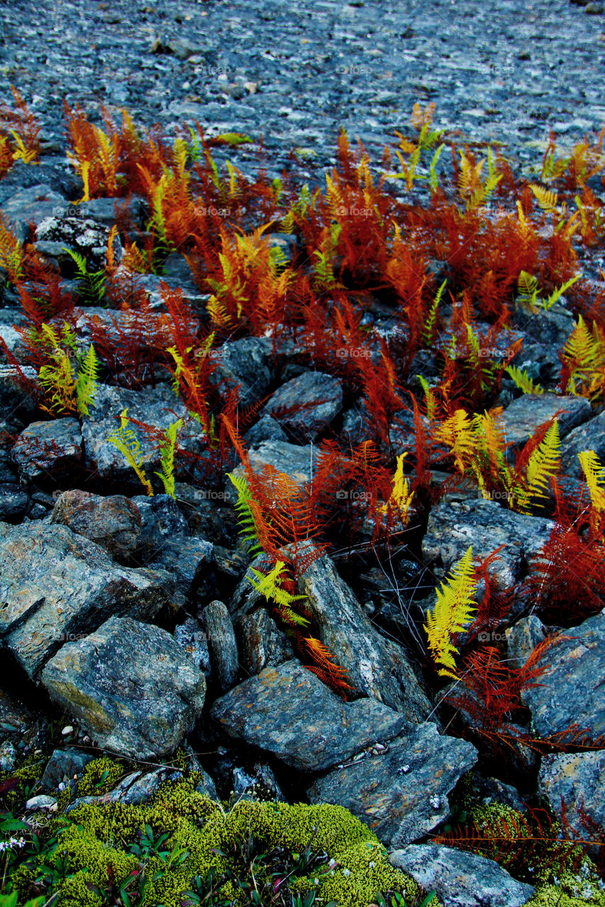 Fern growing on a rock