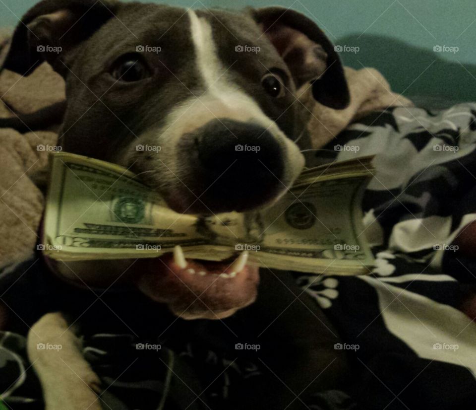 dog holding Christmas money hostage
