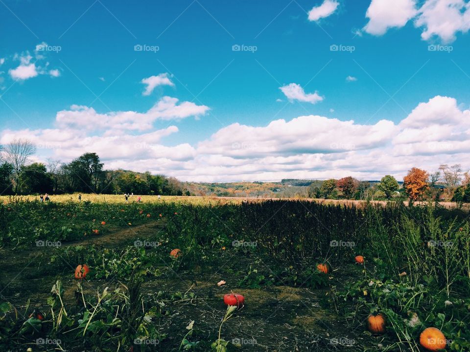 Pumpkin patch